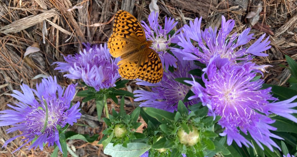 Aphrodite Fritillary or Great Spangled Fritillary on Centaurea